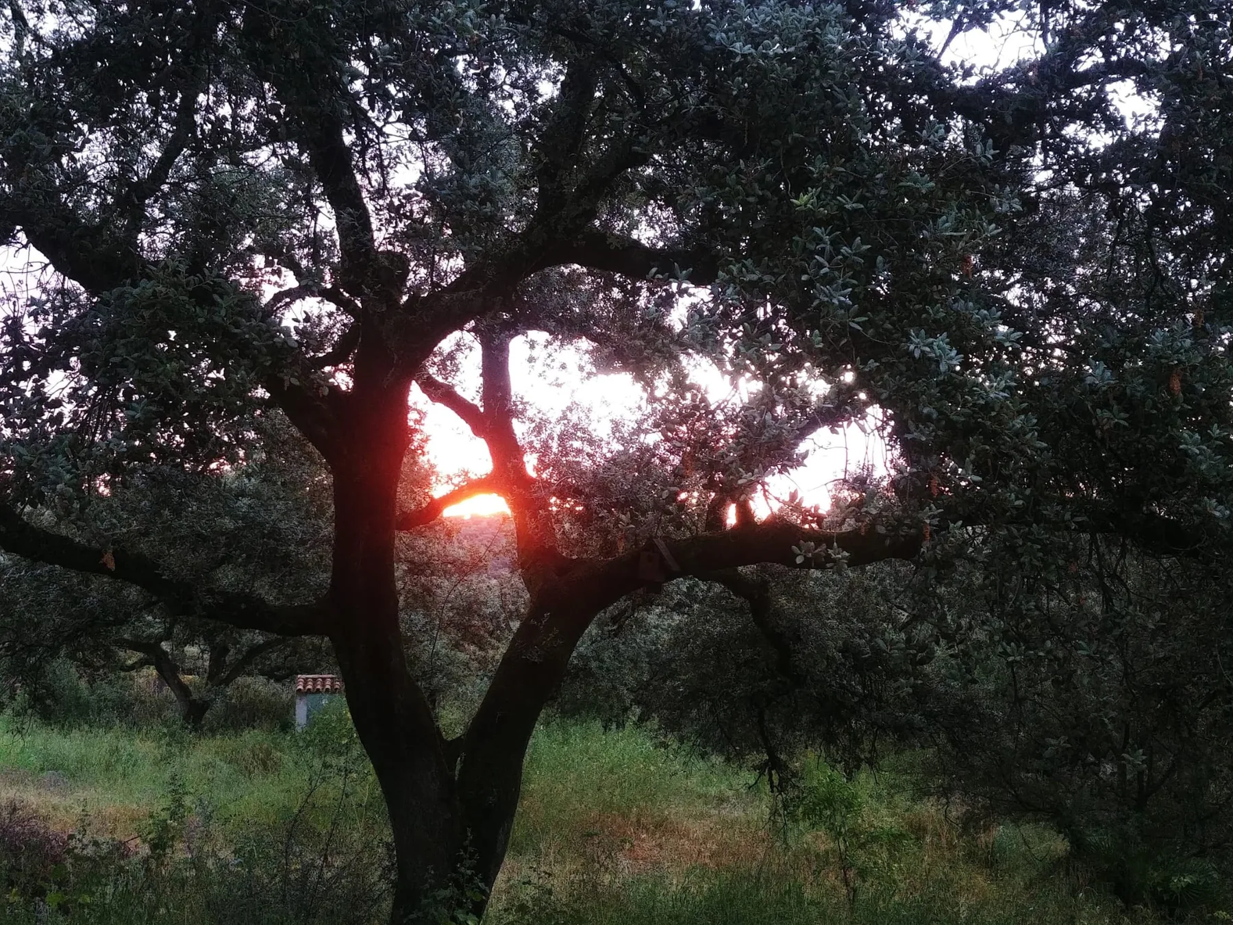 Encina al atardecer en La Encina